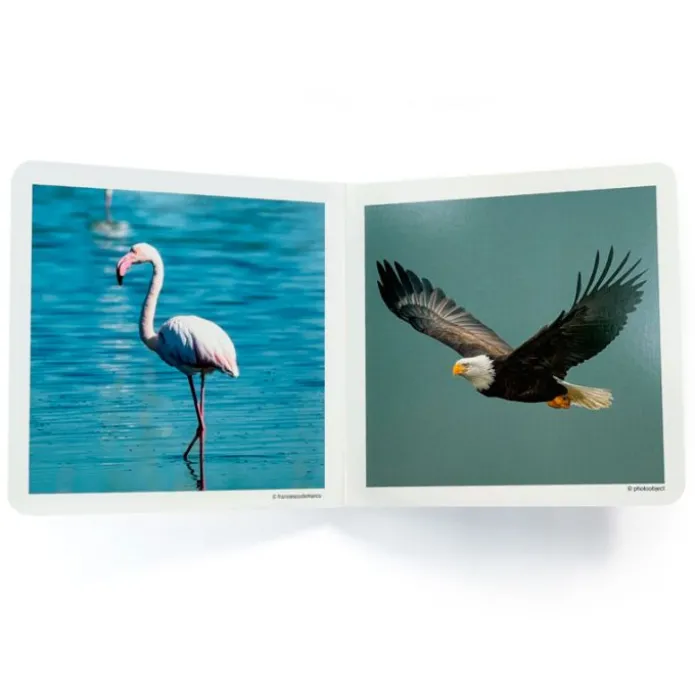 Libro de fotografías Aves - Nowordbooks