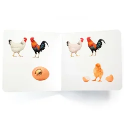 Libro de fotografías Tres pollitos secuencia - Nowordbooks