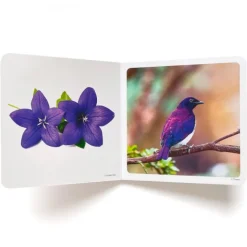 Libro de fotografías Violeta - Nowordbooks