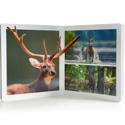 Libro grande de fotografías Animales del Bosque - Nowordbooks