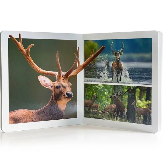 Libro grande de fotografías Animales del Bosque - Nowordbooks