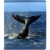 Libro grande de fotografías Animales del Mar - Nowordbooks