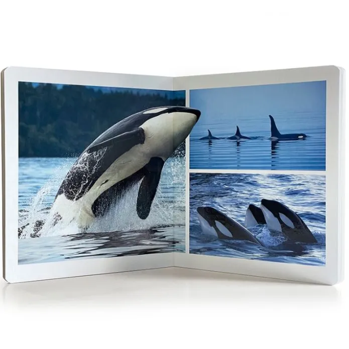 Libro grande de fotografías Animales del Mar - Nowordbooks