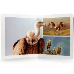 Libro grande de fotografías Aves - Nowordbooks
