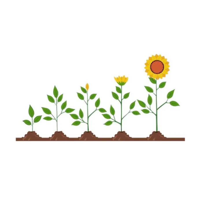 Maceteros y semillas de girasol (2) - Green Warriors