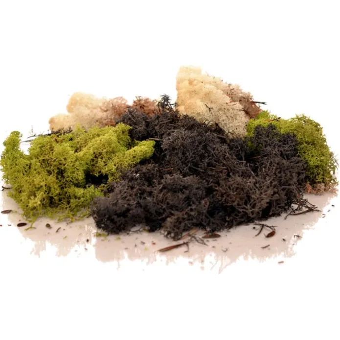 Musgo natural seco verde y marrón 150 g - Playlearn