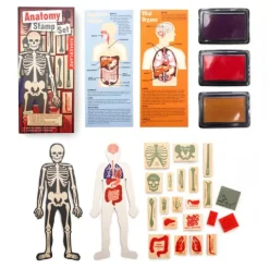 Plantilla cuerpo humano y sellos órganos y huesos - Kikkerland