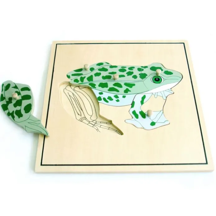 Puzle de madera rana esqueleto - Montessori