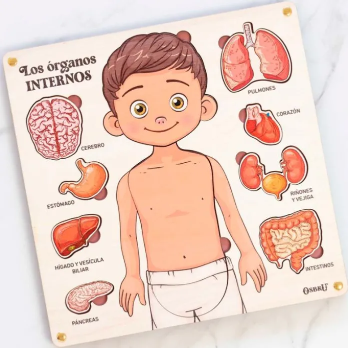 Puzle encajable de madera órganos cuerpo humano y tarjetas didácticas - Ösbru