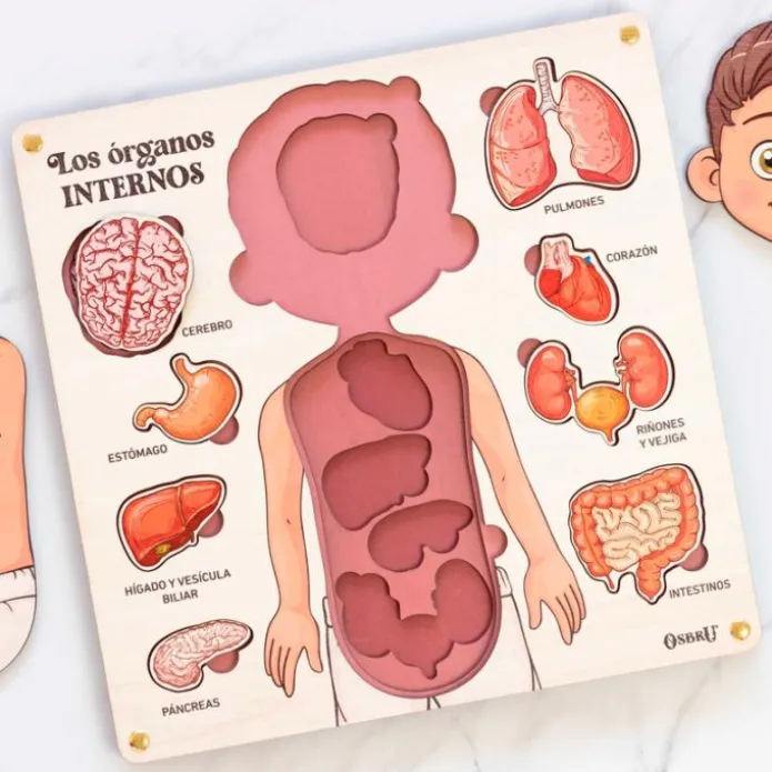 Puzle encajable de madera órganos cuerpo humano y tarjetas didácticas - Ösbru