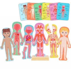 Puzles magnéticos cuerpo humano con soporte y tarjetas - Hape