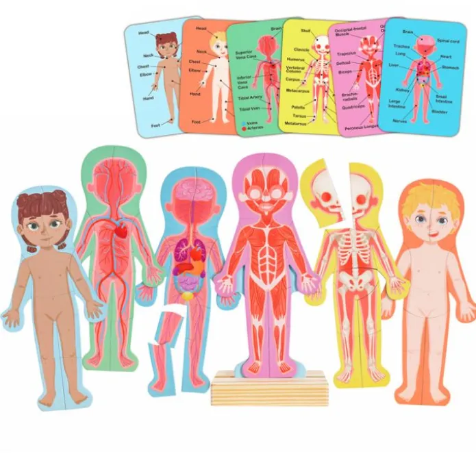 Puzles magnéticos cuerpo humano con soporte y tarjetas - Hape