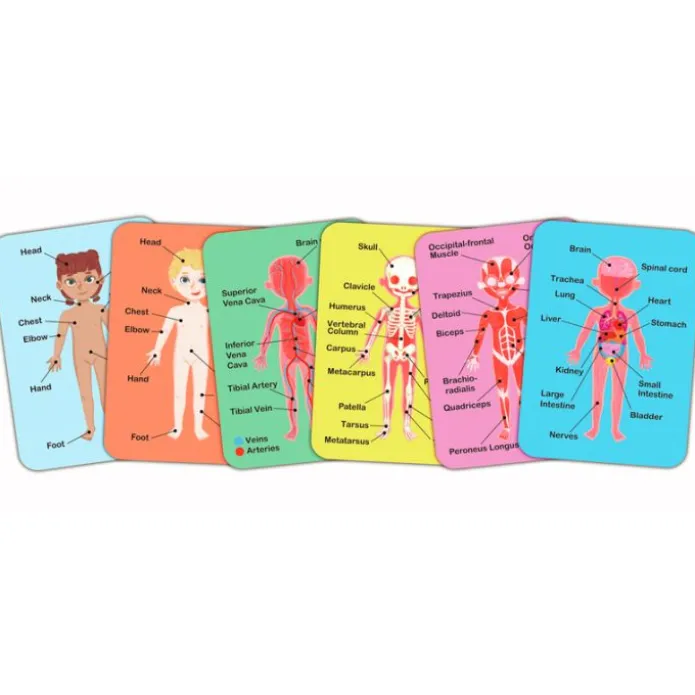 Puzles magnéticos cuerpo humano con soporte y tarjetas - Hape