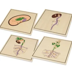 Set 4 puzles madera proceso de la semilla - Montessori