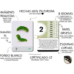 Tarjetas 8 idiomas Primeros números: Insectos y otros seres diminutos (30) - Emeteca Kids